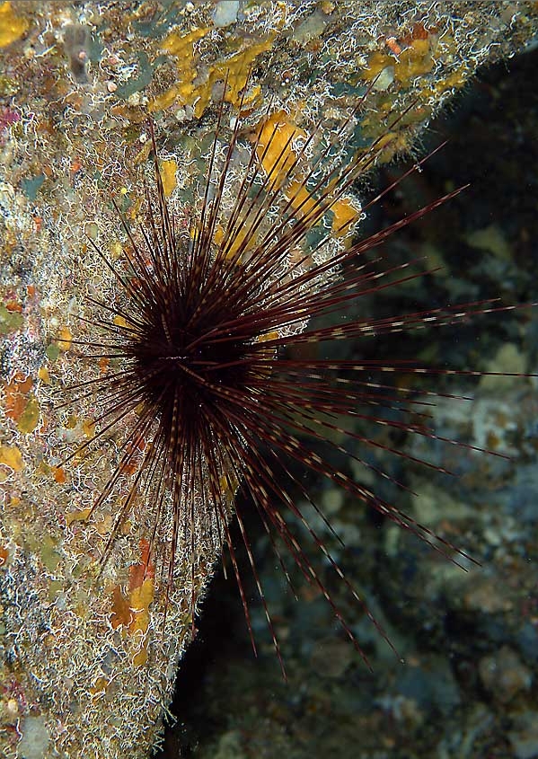 Centrostephanus longispinus